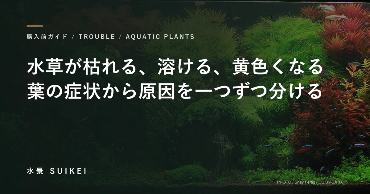 水草が枯れる、溶ける、黄色くなる。葉の症状から原因を一つずつ分ける。の記事サムネイル