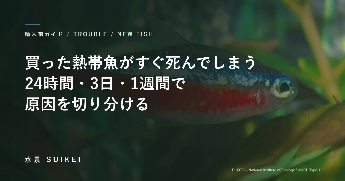 買った熱帯魚がすぐ死んでしまう。24時間・3日・1週間で、原因を切り分ける。の記事サムネイル