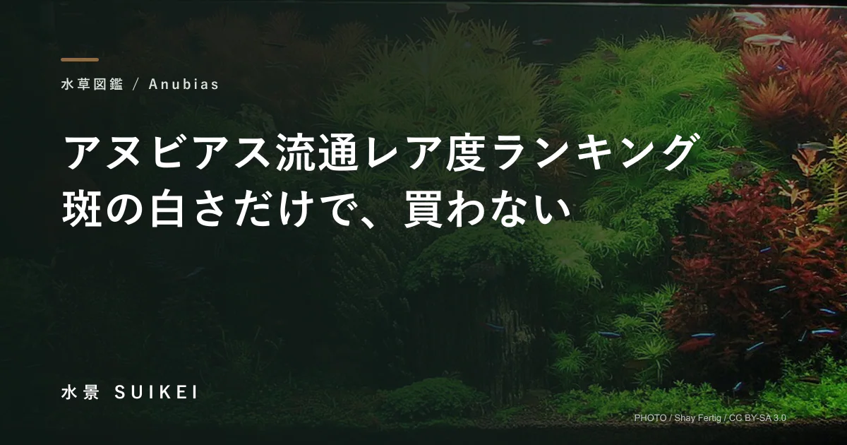 アヌビアス流通レア度ランキングの記事サムネイル