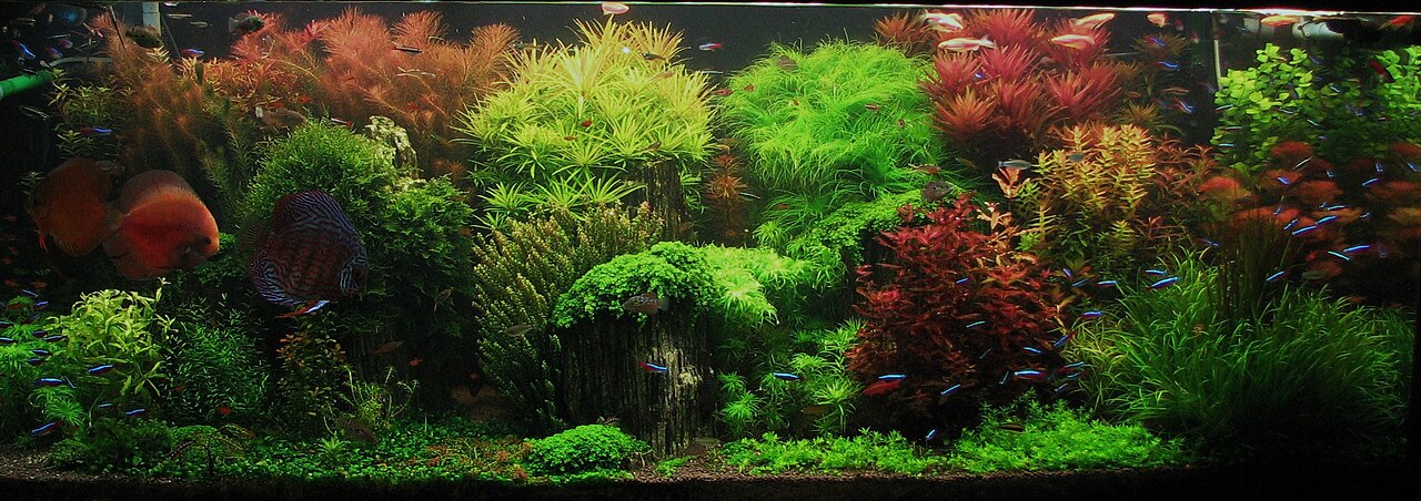赤と緑の水草を群落ごとに育てた水草水槽
