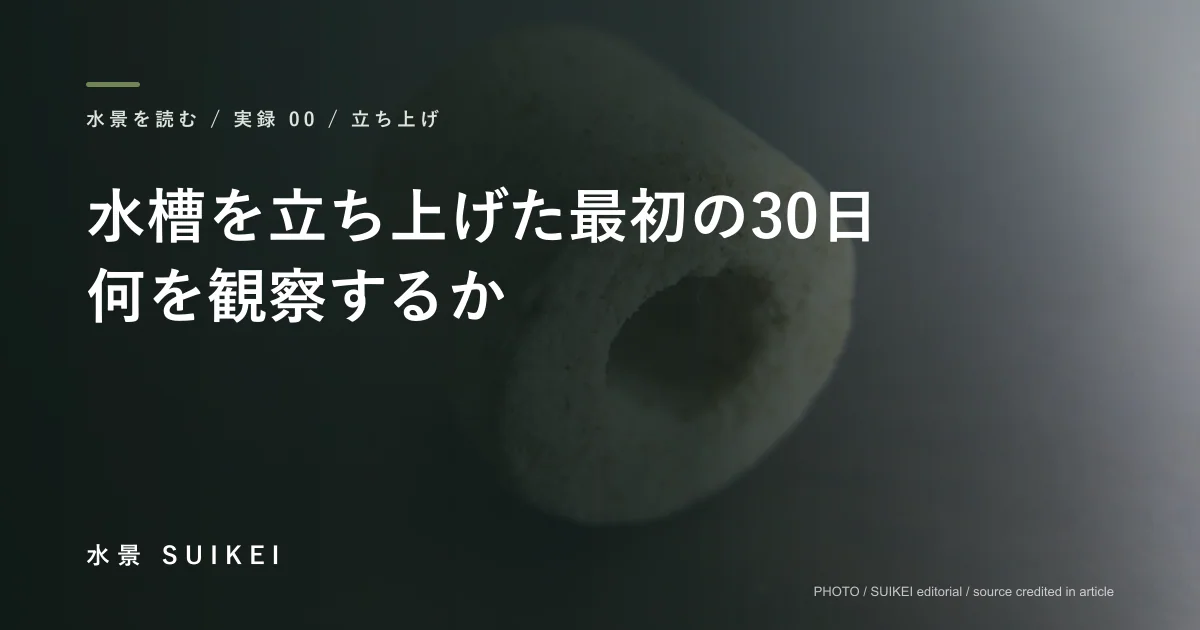 水槽を立ち上げた最初の30日、何を観察するかの記事サムネイル