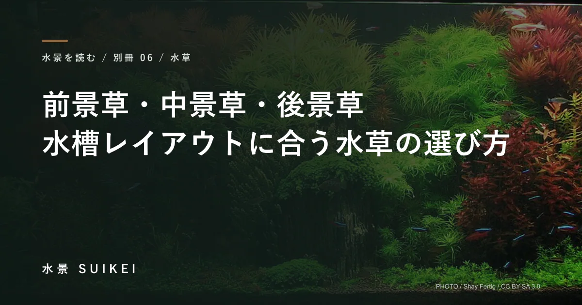 前景草・中景草・後景草。水槽レイアウトに合う水草の選び方の記事サムネイル